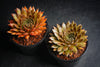 Sempervivum 'Bronze Pastel' (P/C)