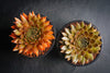 Sempervivum 'Bronze Pastel' (P/C)