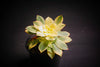 Aeonium decorum f. variegata (aka. Aeonium 'Kiwi' )(PLANT)