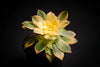 Aeonium decorum f. variegata (aka. Aeonium 'Kiwi' )(PLANT)