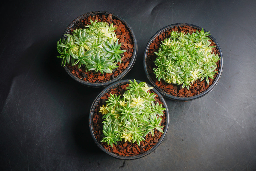 Sedum lineare f. variegatum (C27)