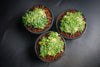 Sedum lineare f. variegatum (C27)