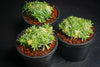 Sedum lineare f. variegatum (C27)