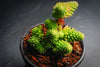 Sedum jurgensenii ssp jurgensenii