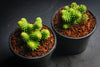 Sedum jurgensenii ssp jurgensenii