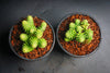 Sedum jurgensenii ssp jurgensenii