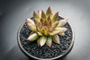 Sempervivum 'Bronze Pastel' (P/C)