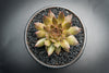 Sempervivum 'Bronze Pastel' (P/C)