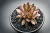 Sempervivum 'Bronze Pastel' (P/C)