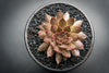 Sempervivum 'Bronze Pastel' (P/C)