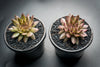 Sempervivum 'Bronze Pastel' (P/C)