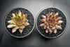 Sempervivum 'Bronze Pastel' (P/C)