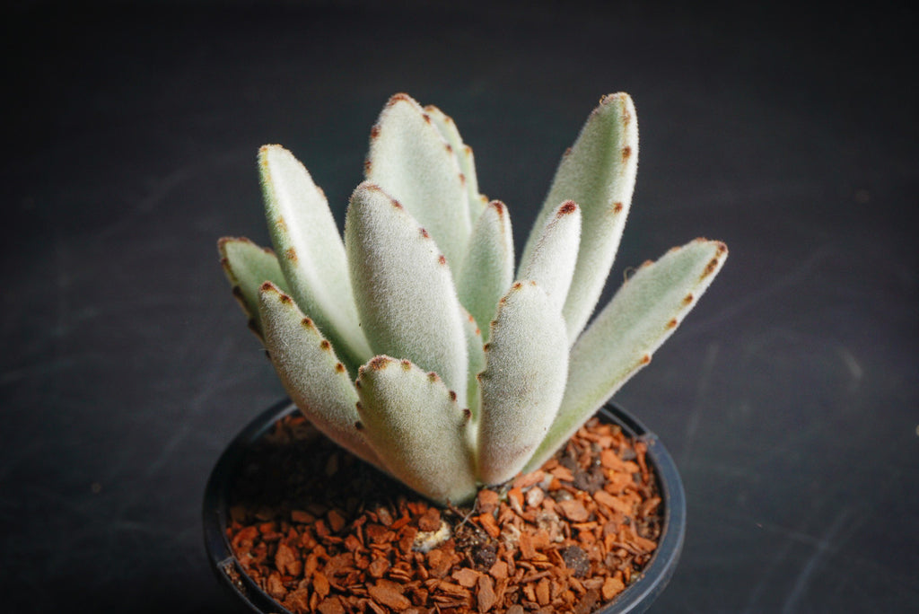 Kalanchoe Tomentosa  (Panda Plant ) (M)