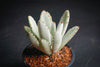 Kalanchoe Tomentosa  (Panda Plant ) (M)