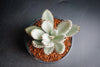 Kalanchoe Tomentosa  (Panda Plant ) (M)