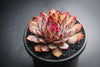 Sempervivum 'Crispyn' (XS)(D35)