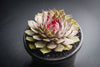 Sempervivum 'Crispyn' (XS)(D35)