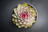 Sempervivum 'Crispyn' (XS)(D35)