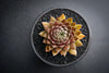 Sempervivum 'Bronze Pastel' (P/C)