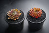 Sempervivum 'Bronze Pastel' (P/C)