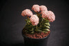 Crassula 'Springtime' (1 x CUTTING)