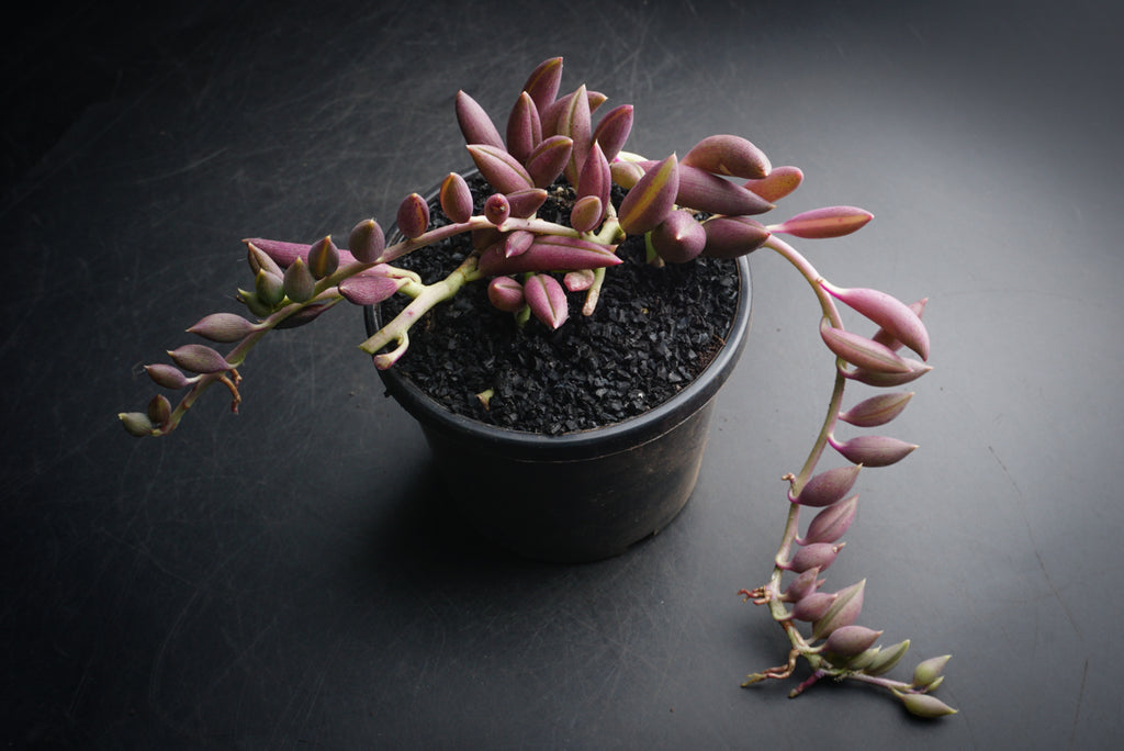 Senecio radicans glauca (String of Banana) (A34)