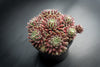 Sempervivum 'Hairy Ball'