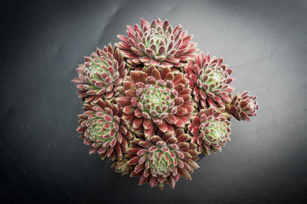 Sempervivum 'Hairy Ball'