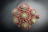 Sempervivum 'Hairy Ball'