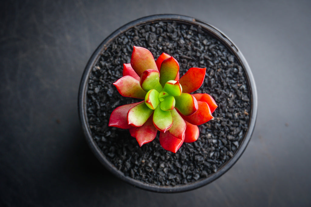 Echeveria 'Globuliflora' (1 x CUTTING)