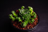 Rosularia Platyphylla (w/pup)