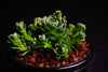 Rosularia Platyphylla (w/pup)