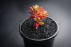 Sedum rubrotinctum 'Aurora'-(PLANT)(Pink Jelly Beans)