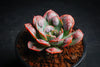 Echeveria 'Raindrops'
