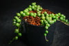 Senecio rowleyanus (String of Pearls)