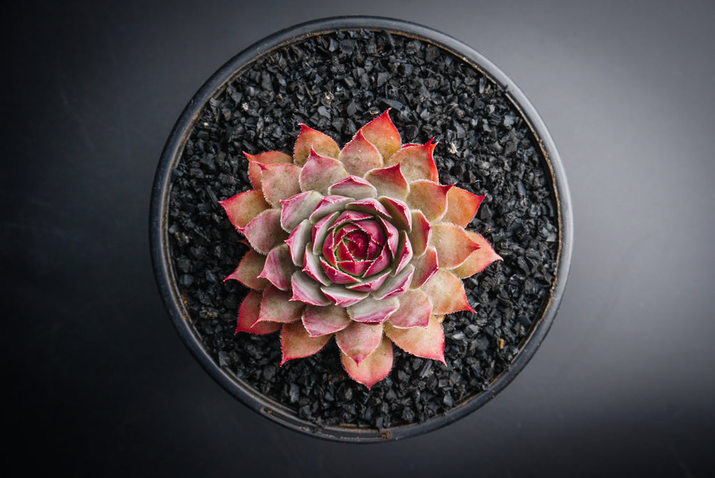 Sempervivum 'Crispyn' (XS)(D35)