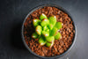 Sedum lucidum 'obesum' (w/pup)(E26)