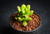 Sedum lucidum 'obesum' (w/pup)(E26)