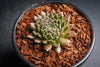 Sempervivum 'Bronze Pastel' (P/C)