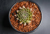 Sempervivum 'Bronze Pastel' (P/C)