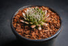 Sempervivum 'Bronze Pastel' (P/C)
