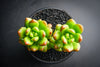Sedum lucidum 'obesum' (w/pup)(E26)
