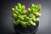 Sedum lucidum 'obesum' (w/pup)(E26)