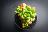 Sedum lucidum 'obesum' (w/pup)(E26)