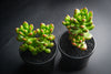 Sedum lucidum 'obesum' (w/pup)(E26)