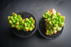 Sedum lucidum 'obesum' (w/pup)(E26)