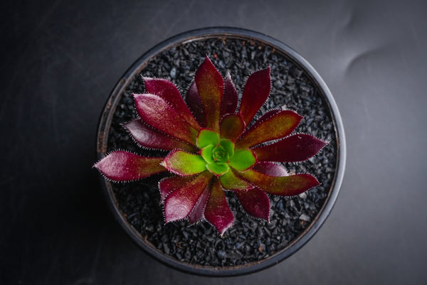 Aeonium 'Du Rozzen'