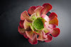 [20 CUTTINGS PACK] x Aeonium 'Blushing Beauty'