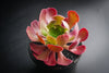 [20 CUTTINGS PACK] x Aeonium 'Blushing Beauty'