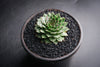 Sempervivum tectorum boutignyanum (w/pup)